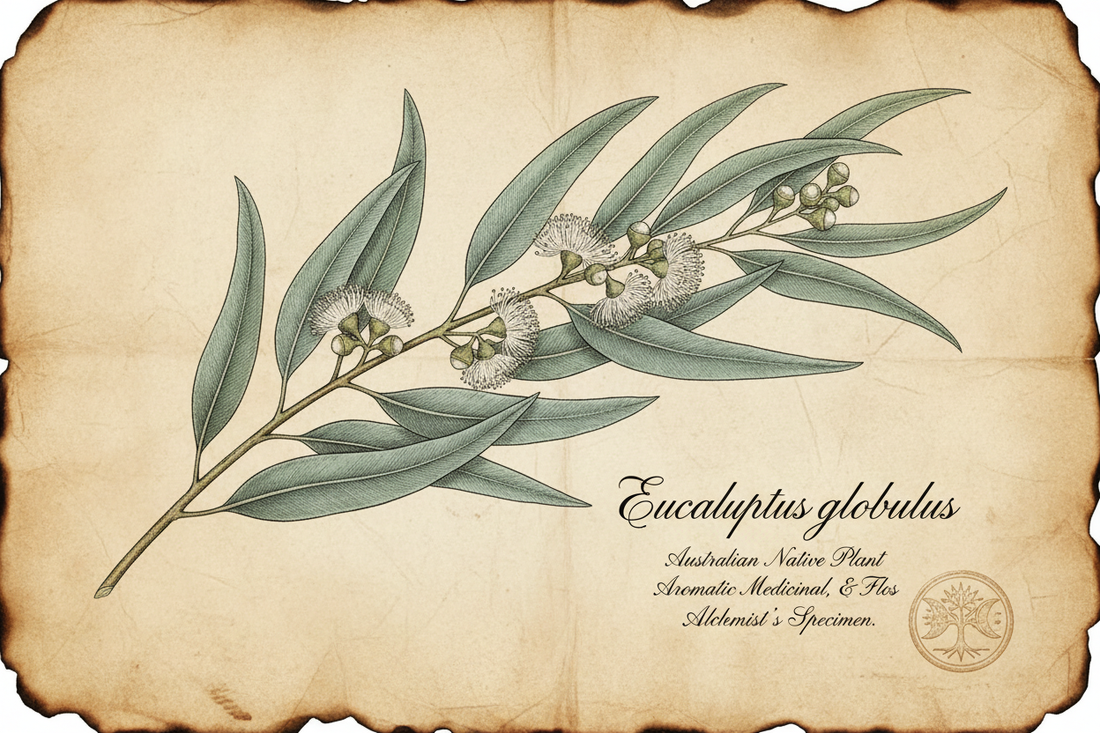 The Herbarium: Eucalyptus – The Tree That Breathes Medicine