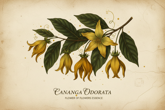 The Herbarium: Ylang Ylang – The Flower of Flowers